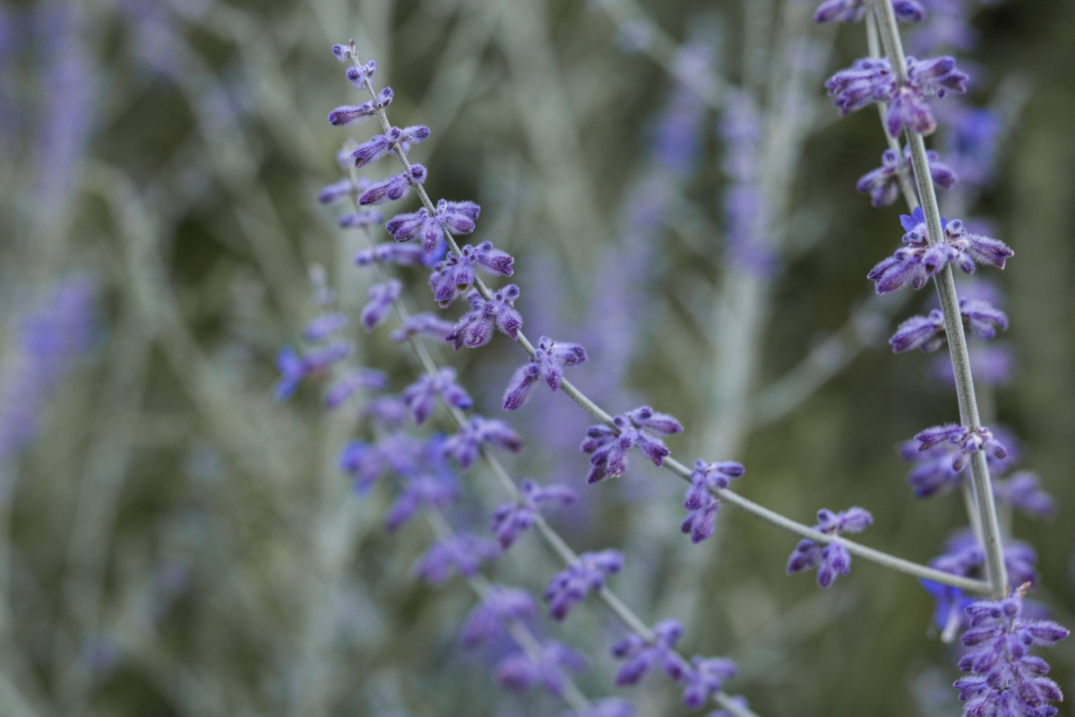 lavanda