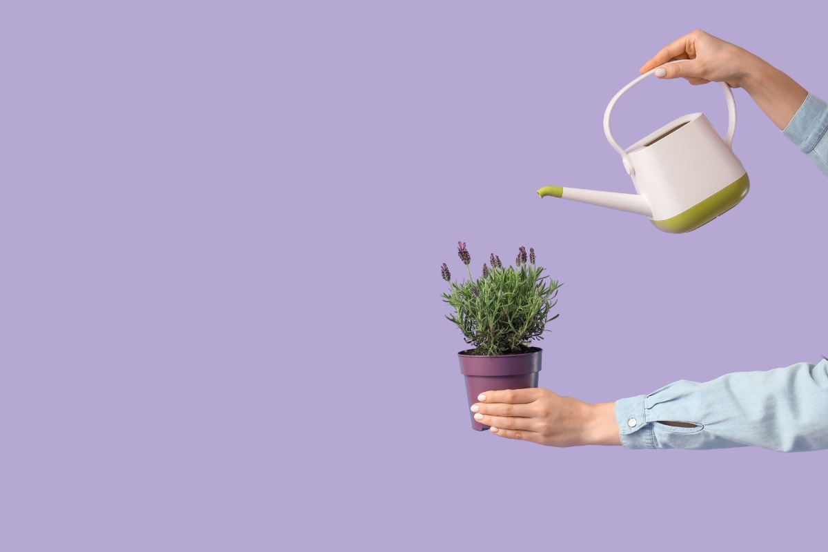 osoba zaliva lavandu