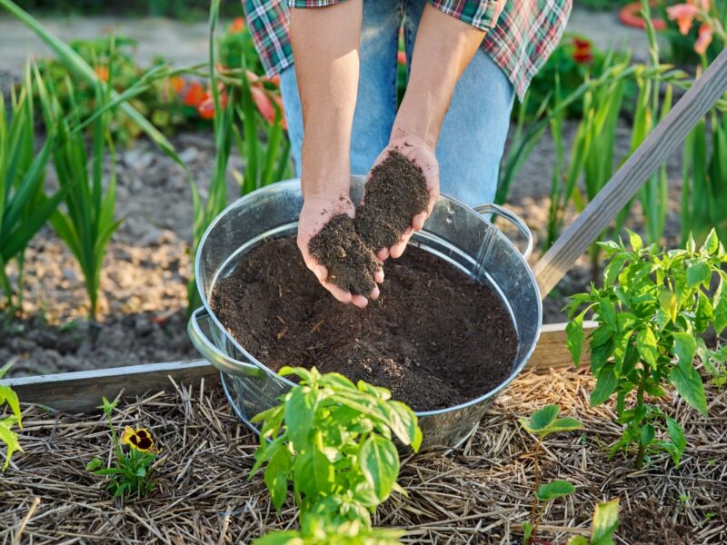 devojka posipa kompost po bašti